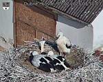 Capi_Dubne_20250705_075003.jpg