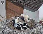 Capi_Dubne_20250705_075503.jpg