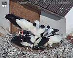 Capi_Dubne_20250705_080003.jpg