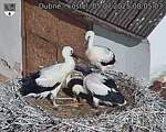 Capi_Dubne_20250705_080503.jpg