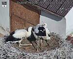 Capi_Dubne_20250705_081003.jpg