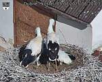 Capi_Dubne_20250705_082003.jpg