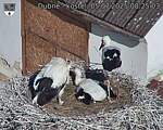 Capi_Dubne_20250705_082503.jpg