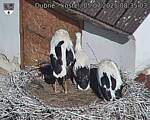 Capi_Dubne_20250705_083503.jpg