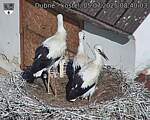 Capi_Dubne_20250705_084003.jpg
