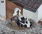 Capi_Dubne_20250705_085003.jpg