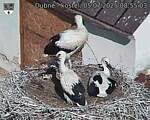 Capi_Dubne_20250705_085503.jpg