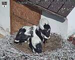 Capi_Dubne_20250705_090003.jpg