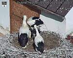 Capi_Dubne_20250705_091003.jpg