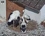 Capi_Dubne_20250705_092003.jpg