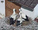 Capi_Dubne_20250705_093003.jpg