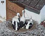 Capi_Dubne_20250705_101003.jpg