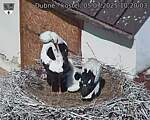 Capi_Dubne_20250705_102003.jpg