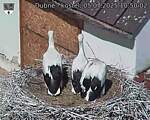 Capi_Dubne_20250705_105002.jpg