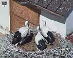 Capi_Dubne_20250705_110502.jpg