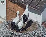 Capi_Dubne_20250705_111503.jpg
