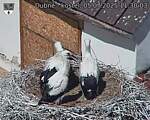 Capi_Dubne_20250705_113003.jpg