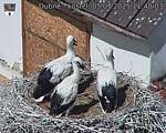 Capi_Dubne_20250705_114003.jpg