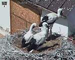 Capi_Dubne_20250705_121003.jpg