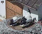 Capi_Dubne_20250705_122003.jpg