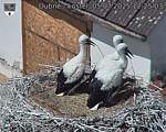 Capi_Dubne_20250705_122503.jpg
