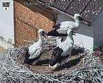 Capi_Dubne_20250705_123503.jpg