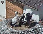 Capi_Dubne_20250705_124003.jpg