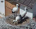 Capi_Dubne_20250705_124503.jpg