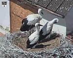 Capi_Dubne_20250705_125003.jpg