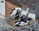 Capi_Dubne_20250705_125503.jpg