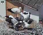 Capi_Dubne_20250705_130003.jpg