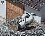 Capi_Dubne_20250705_130503.jpg