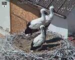 Capi_Dubne_20250705_132003.jpg