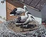 Capi_Dubne_20250705_133003.jpg