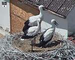 Capi_Dubne_20250705_133503.jpg