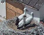 Capi_Dubne_20250705_135003.jpg