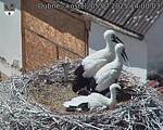 Capi_Dubne_20250705_140003.jpg