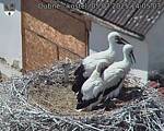 Capi_Dubne_20250705_140503.jpg