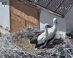 Capi_Dubne_20250705_141003.jpg