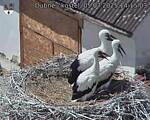Capi_Dubne_20250705_141503.jpg