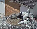 Capi_Dubne_20250705_142003.jpg