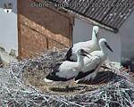 Capi_Dubne_20250705_142503.jpg