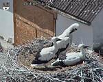 Capi_Dubne_20250705_143503.jpg