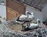 Capi_Dubne_20250705_144003.jpg