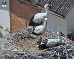 Capi_Dubne_20250705_144503.jpg
