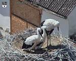 Capi_Dubne_20250705_150003.jpg
