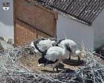 Capi_Dubne_20250705_150503.jpg