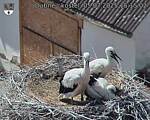 Capi_Dubne_20250705_151502.jpg