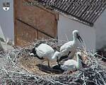 Capi_Dubne_20250705_152003.jpg