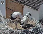 Capi_Dubne_20250705_153003.jpg